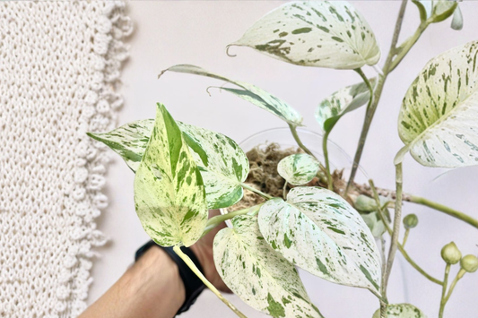 Epipremnum Pinnatum Marble Live Plant Variegated Pothos Climbing Houseplant Indoor Tropical Decor Gift Plant