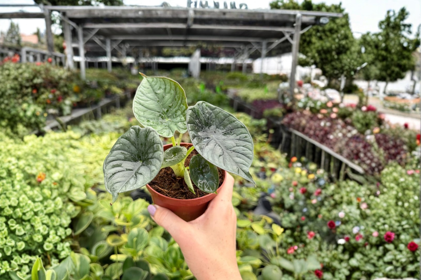 Alocasia Reginae 2 Exact Live Plants – 4-Inch Pots – Alocasia reginae
