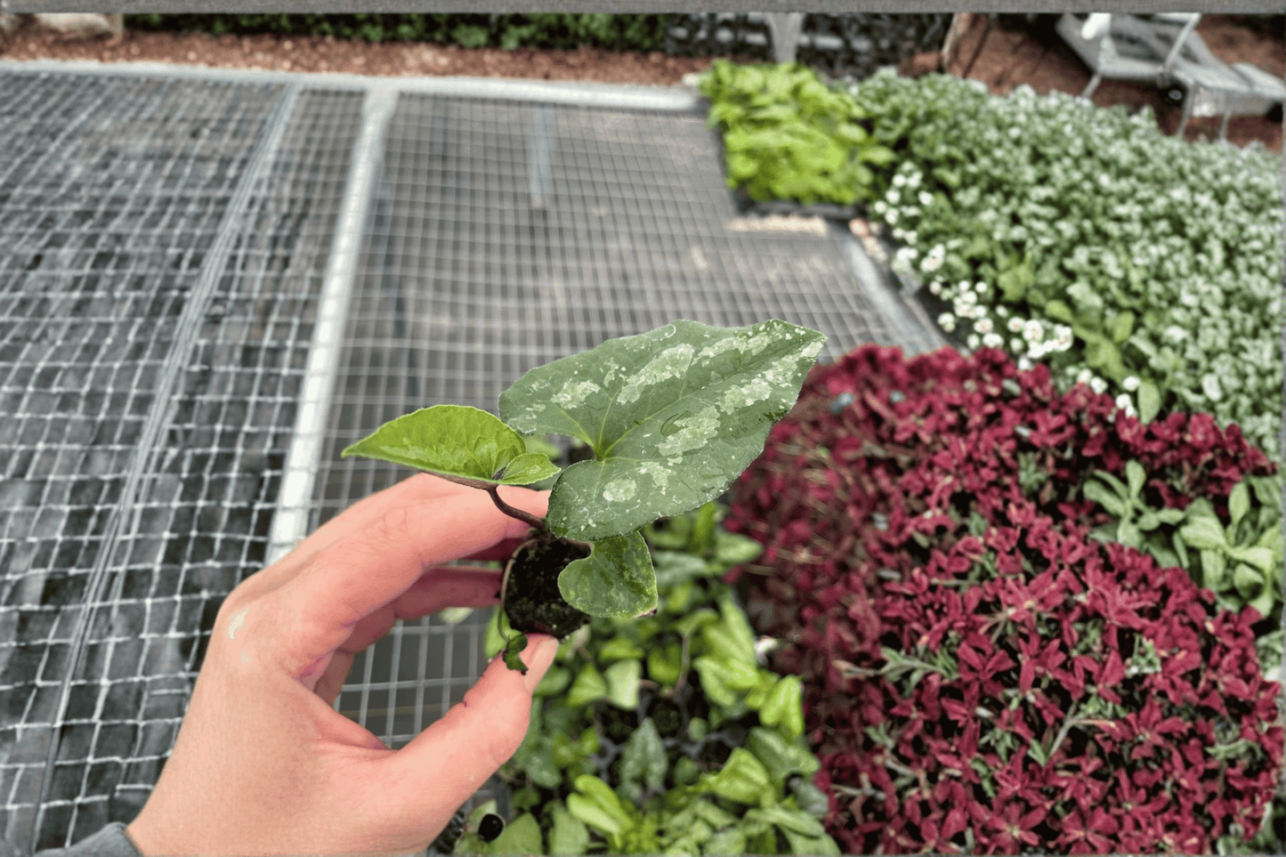 2 Asarum splendens 'Quicksilver' Starter Plants – Bare Root – Chinese Wild Ginger