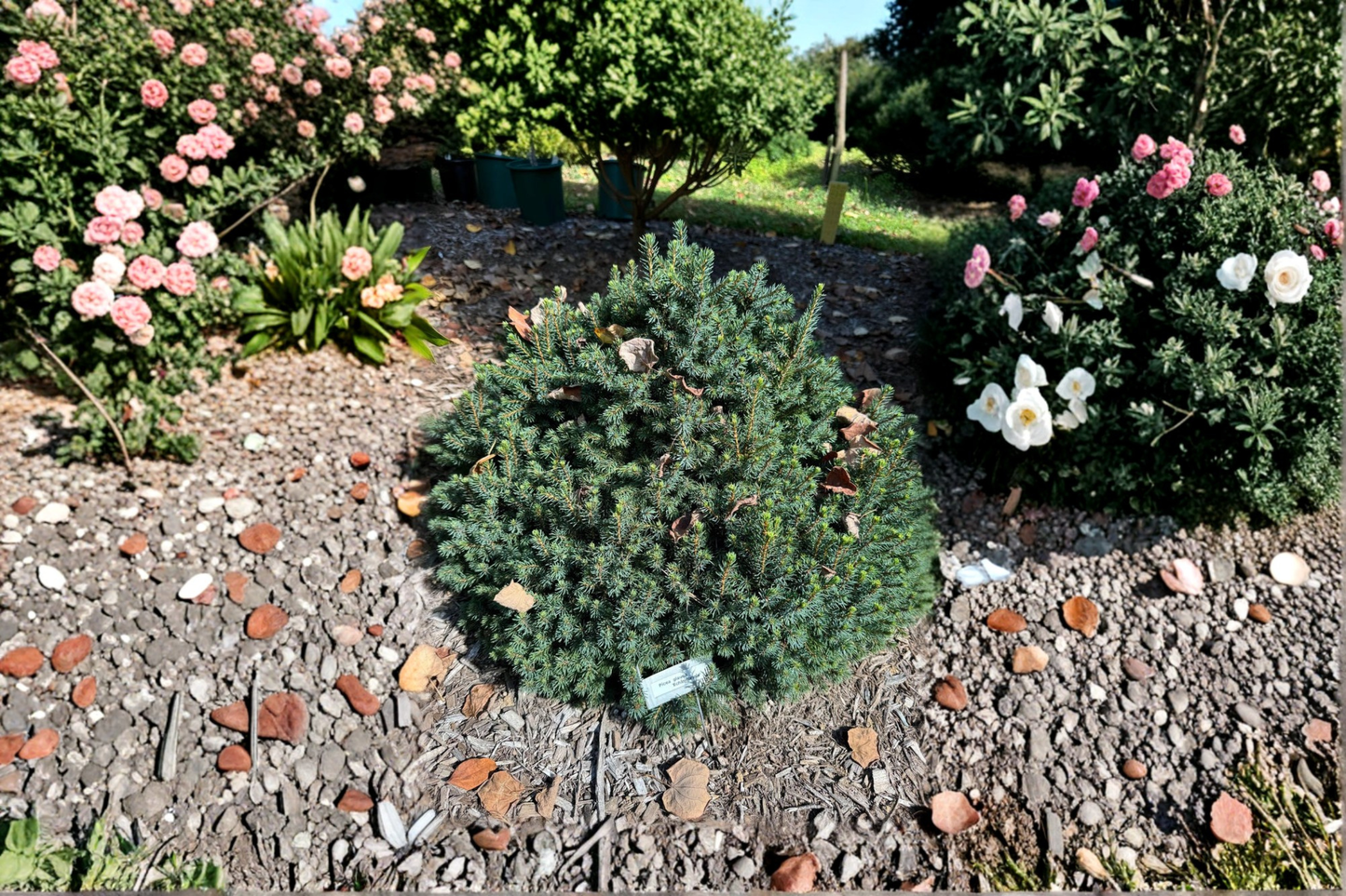 Dwarf White Spruce ‘Echiniformis’ 4” Live Plant – Picea glauca Compact Evergreen Conifer for Containers