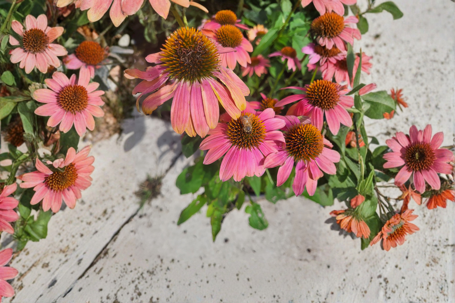 Fresco Apricot Coneflower Live Plants 3 Rooted Starters in 1 Qt Pots Echinacea Apricot Perennial Flower Plant