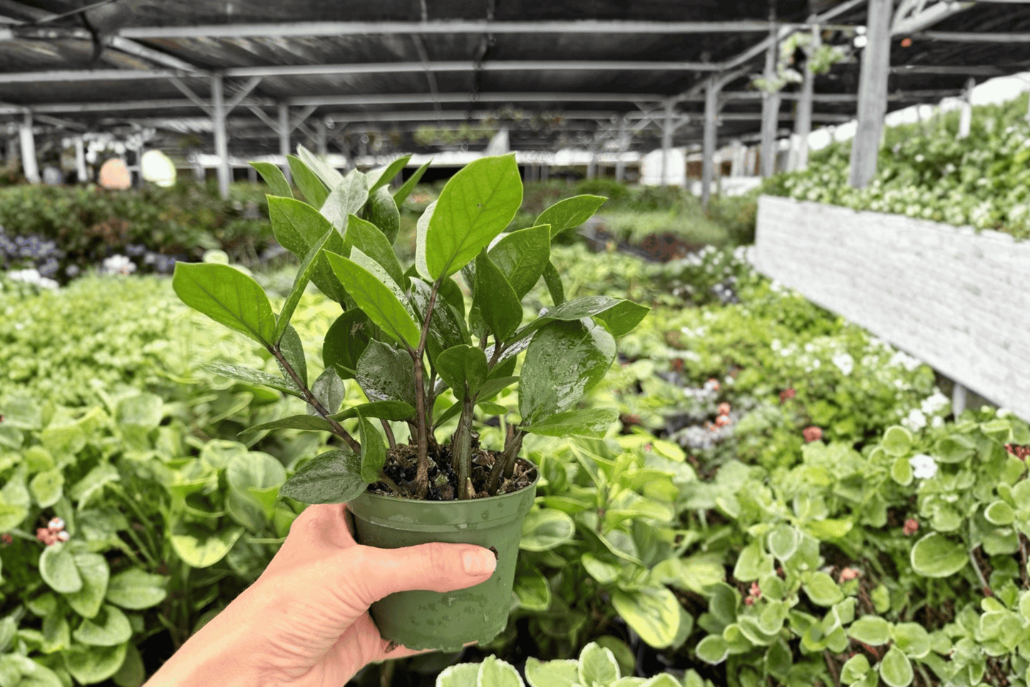 ZZ Plant 2 Exact Live Plants – 4-Inch Pots – Zamioculcas zamiifolia