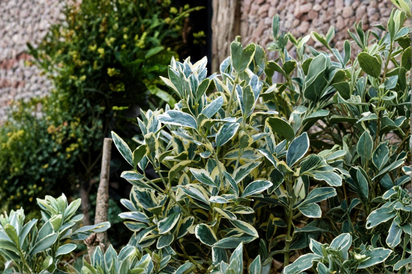 Silver King Euonymus Live Plant 3 Gallon Pot – Euonymus japonicus Variegated Evergreen Shrub White Green Hedge Landscape Plant