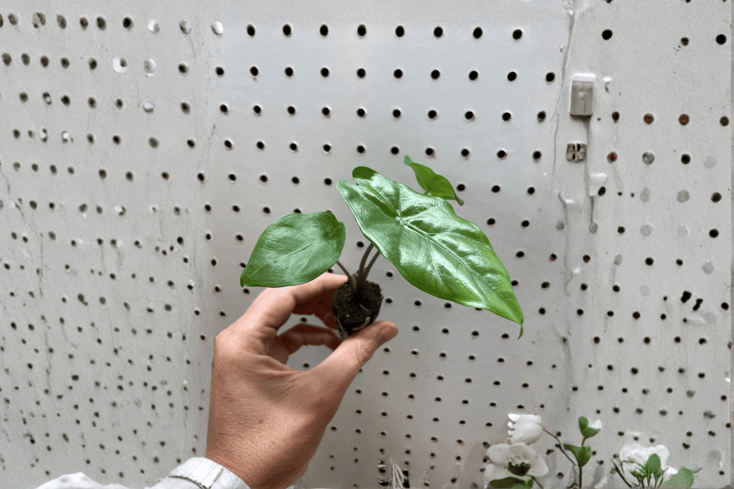 2 Alocasia 'Corazon' Starter Plants – Bare Root – Alocasia 'Corazon'
