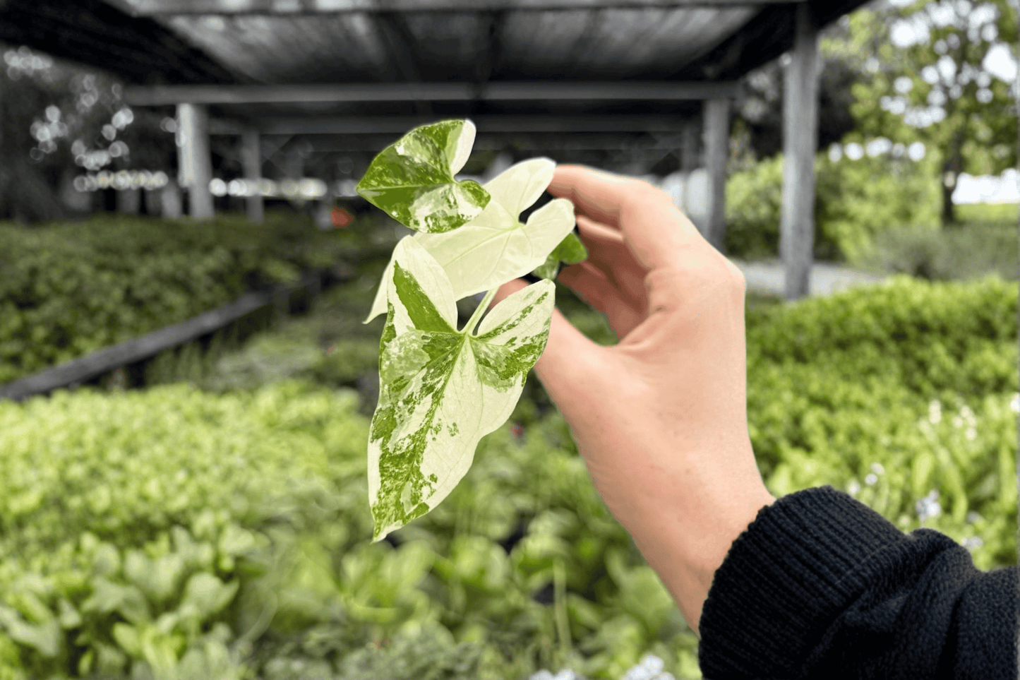 Syngonium Albo Podophyllum 2 Exact Starter Live Plants – Syngonium podophyllum ‘Albo’