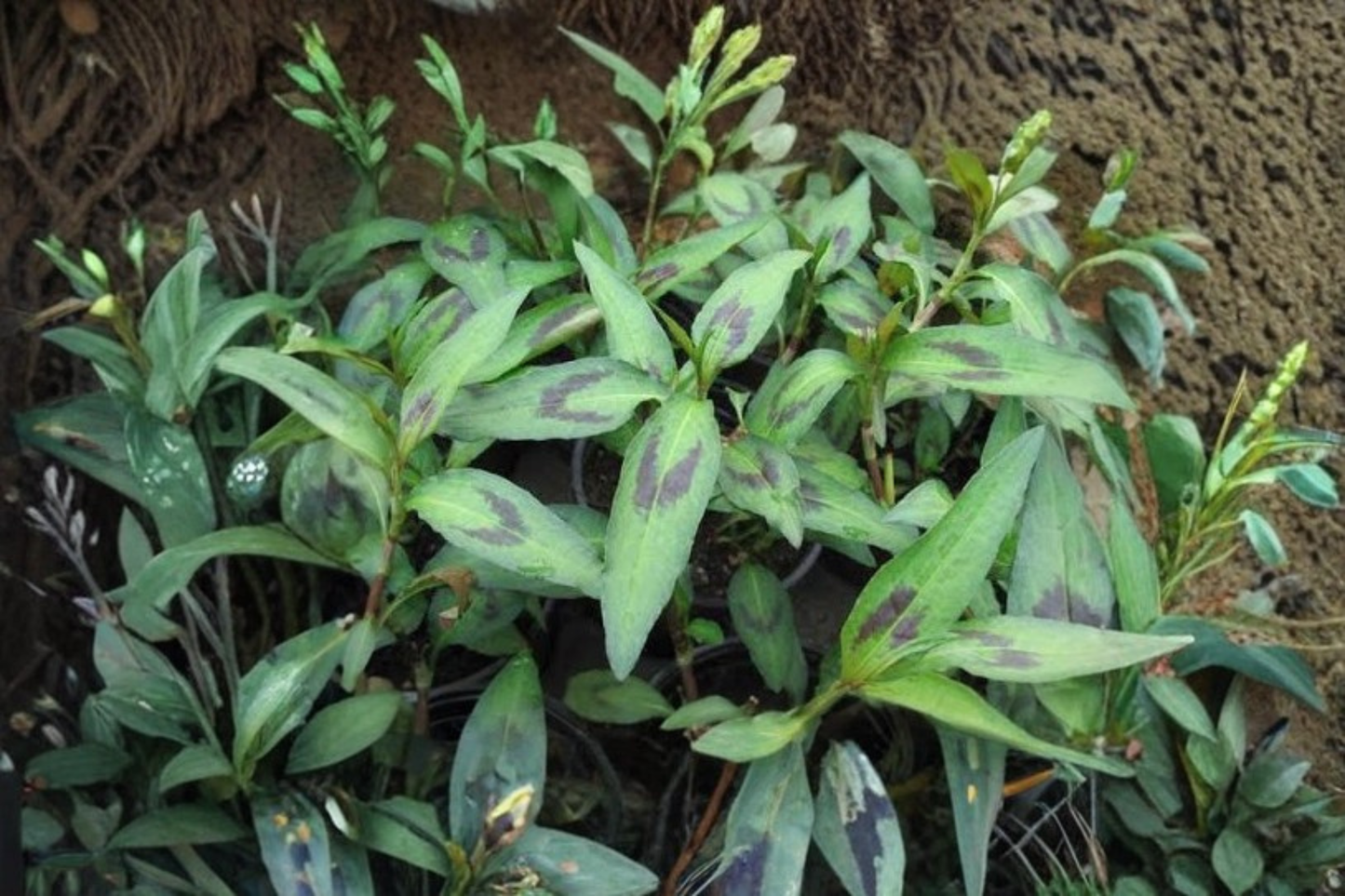 Vietnamese Cilantro Live Plants 3 Starter Plants Persicaria odorata Rau Ram Vietnamese Coriander Herb Plant