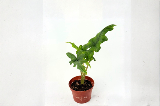 Alocasia Jacklyn Live Plant Rooted Tropical Elephant Ear Houseplant in 4 Inch Pot Indoor Plant Gift Decor