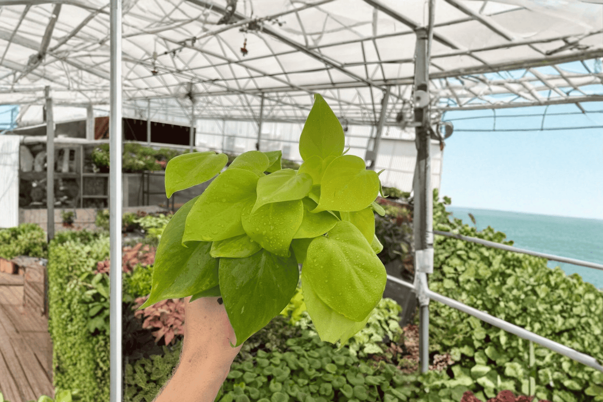 2 Lemon Lime Heartleaf Philodendron Live Plants – 4-Inch Pots