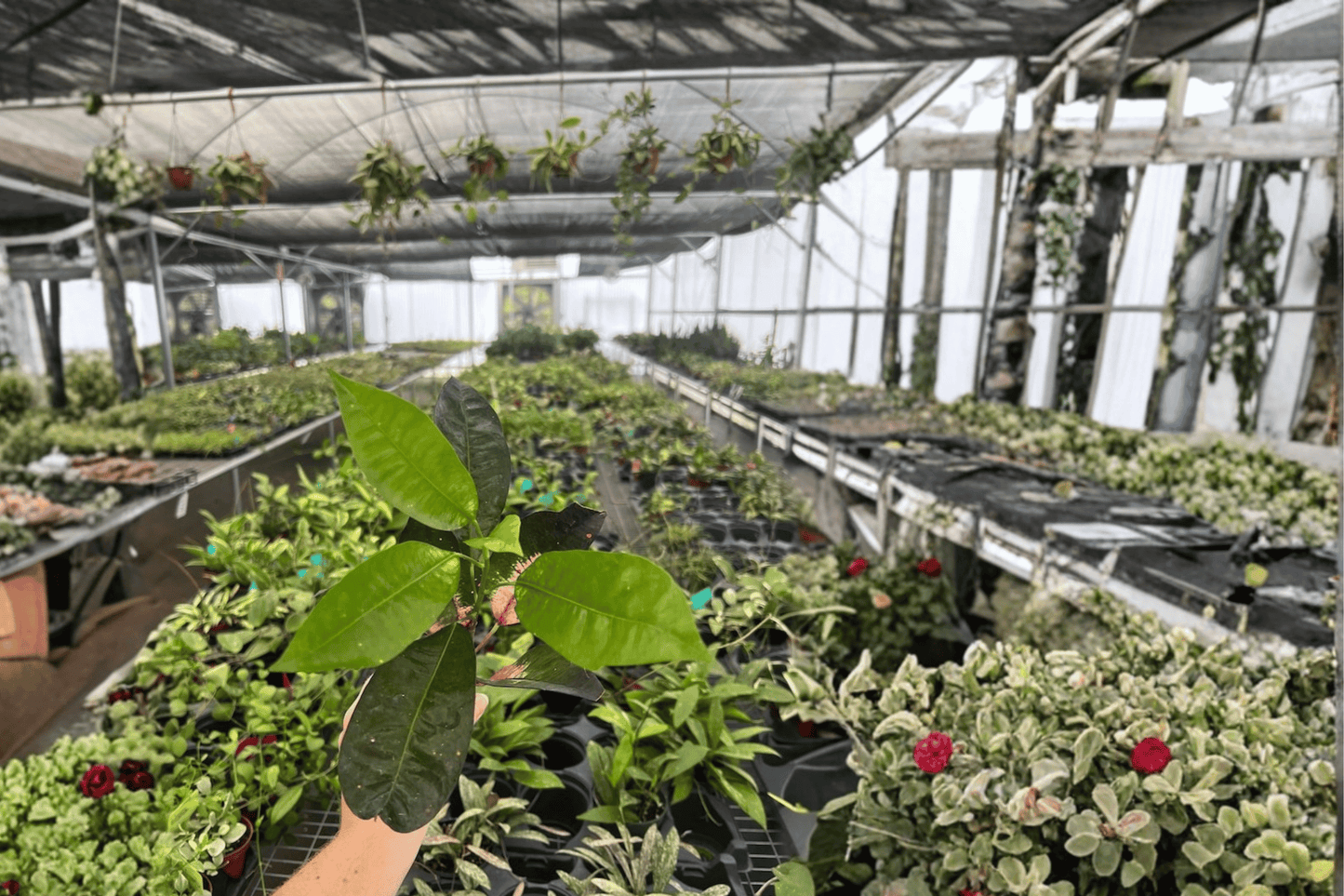 Croton ‘Red Iceton’ 2 Live Starter Plants – Codiaeum variegatum