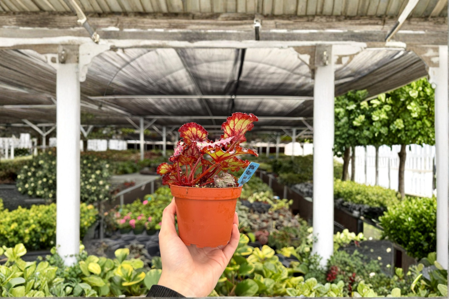 2 Exact Harmony's Raspberry Beret Live Plants – 4-Inch Potted Houseplants