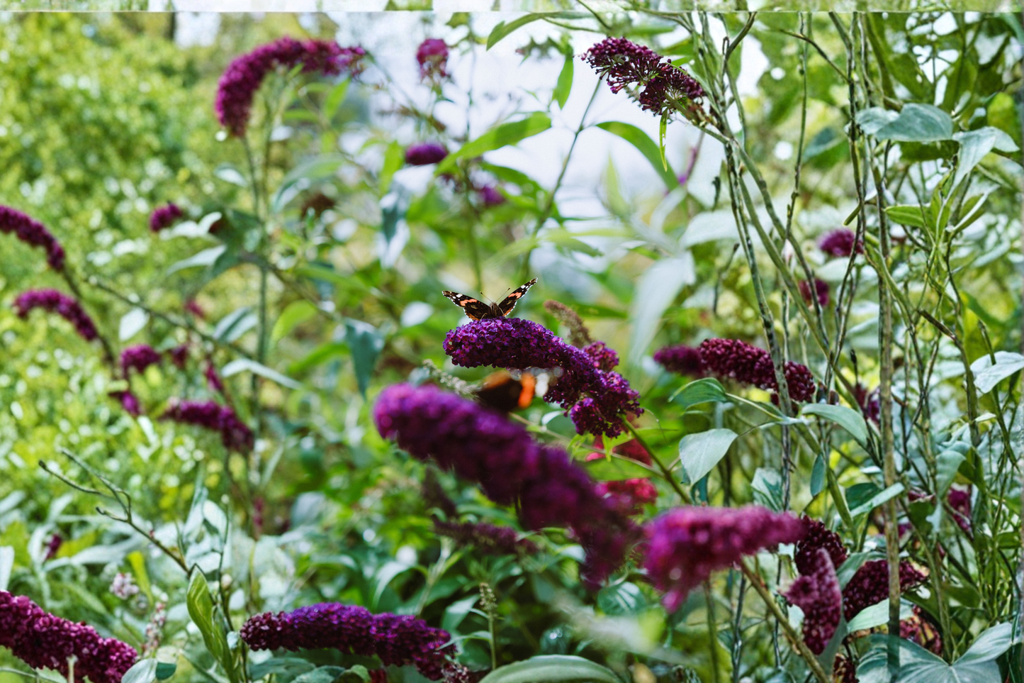 Black Knight Butterfly Bush Live Plant 4–6 Inches Tall – Buddleja davidii 'Black Knight'