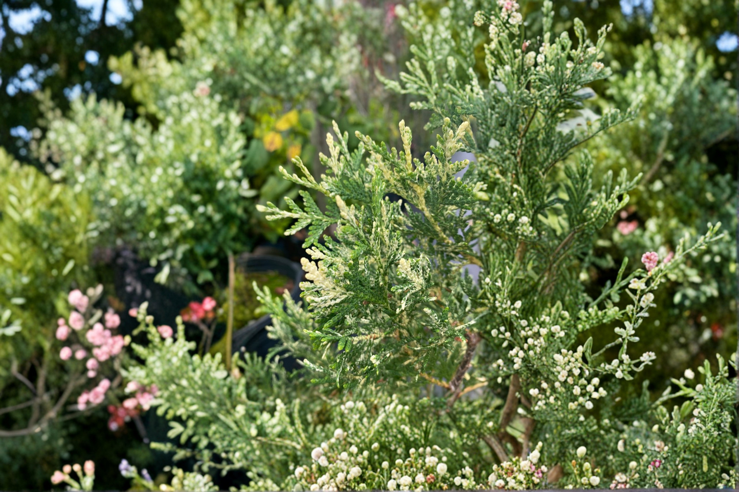 Wansdyke Silver Arborvitae 1 Gallon Live Plant – Thuja occidentalis Variegated Evergreen Shrub White Green Landscape Conifer