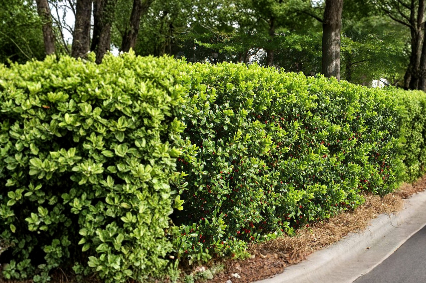 Dwarf Burford Holly Shrub 1 Gallon Live Plant – Ilex cornuta Nana Evergreen Hedge Landscaping Plant