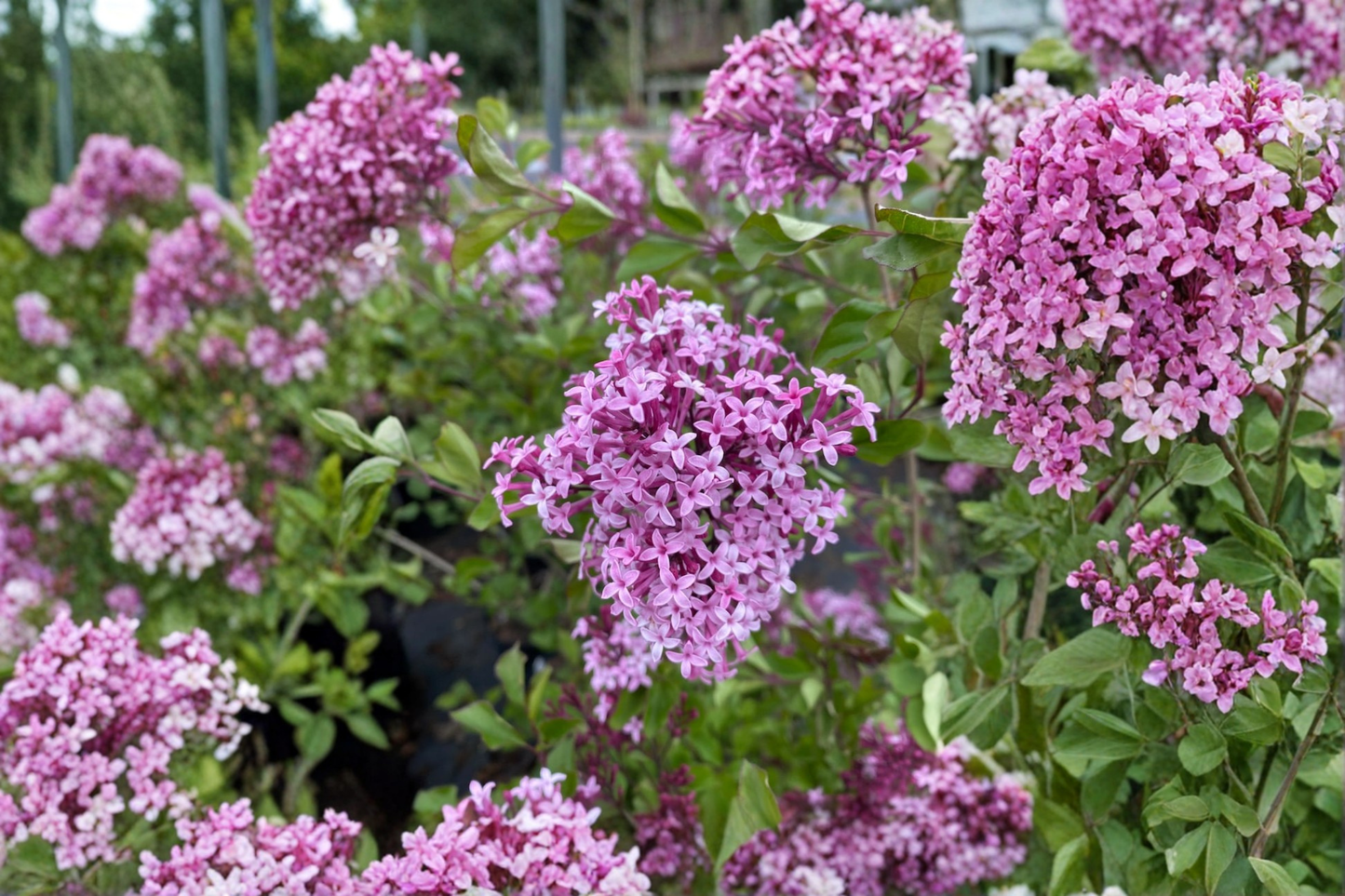 Red Pixie Lilac Live Plant 1 Gallon Pot Syringa Shrub Pink Fragrant Flowers Compact Dwarf Lilac Bush Outdoor Garden Plant