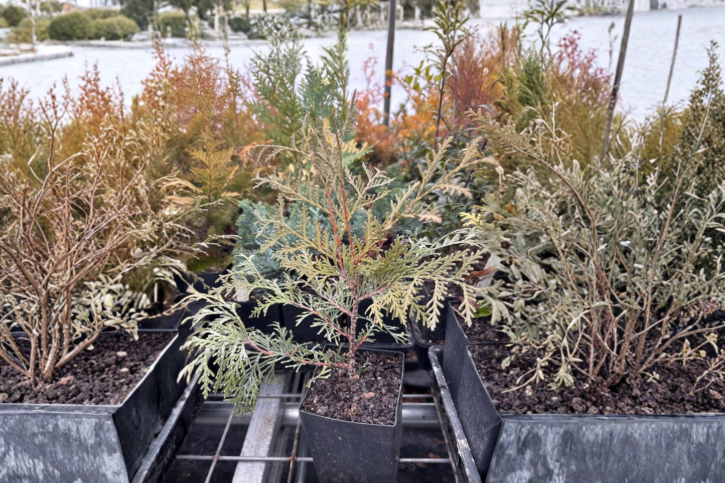 Globosa Nova Arborvitae Live Plant Quart Pot – Thuja occidentalis Dwarf Evergreen Shrub Compact Garden