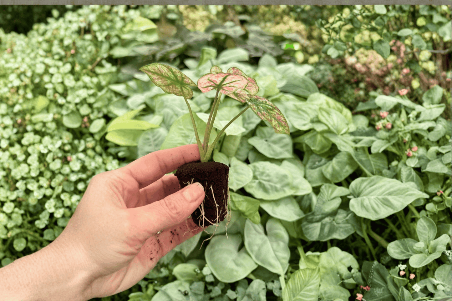 Caladium Scarlet Mary 2 Exact Starter Live Plants – Caladium ‘Scarlet Mary’