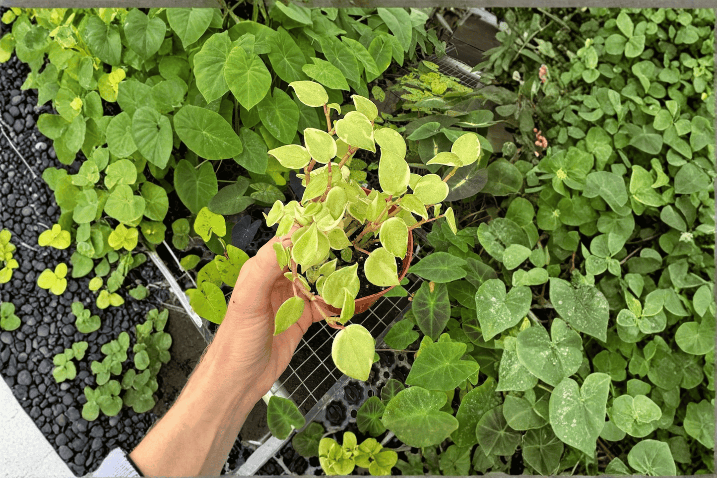 2 Peperomia 'Cupid' Variegated Live Plants in 4-Inch Pots – Variegated Trailing Peperomia