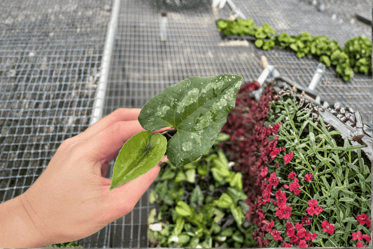 2 Asarum splendens 'Quicksilver' Starter Plants – Bare Root Live Wild Ginger