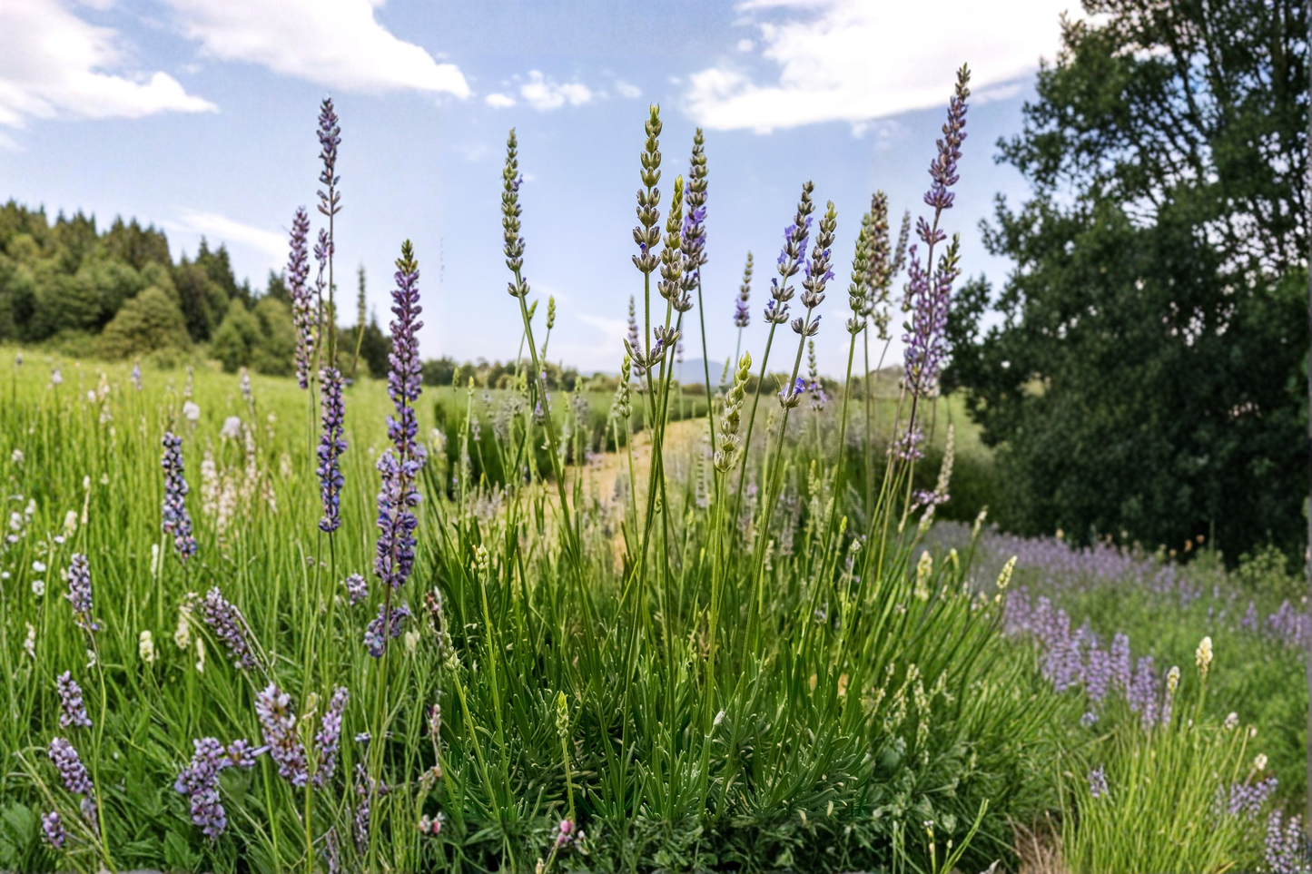 Grosso Lavender Live Plant in 4 Inch Pot – Lavandula x intermedia