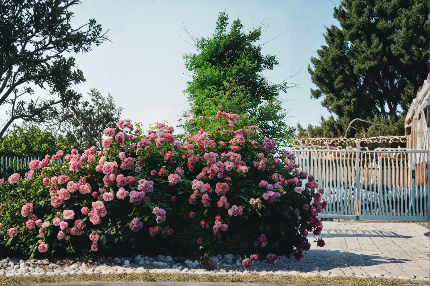 Seven Sisters Pink Climbing Rose Live Starter Plant – Rosa 'Seven Sisters'