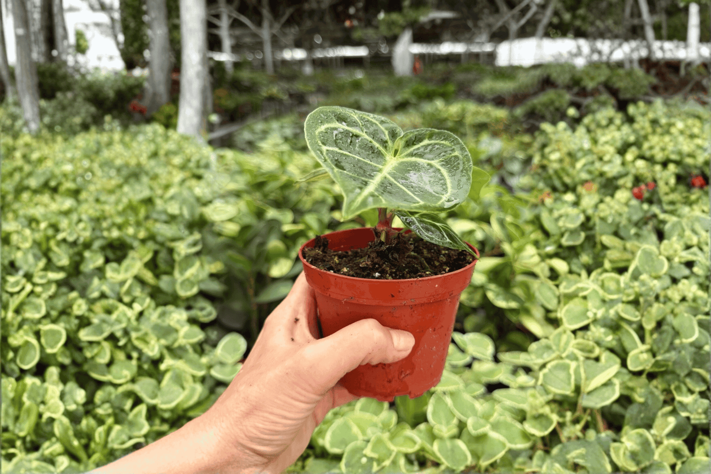 2 Exact Anthurium Dorayaki × Carla Live Plants in 4-Inch Pots – Anthurium Dorayaki × Carla