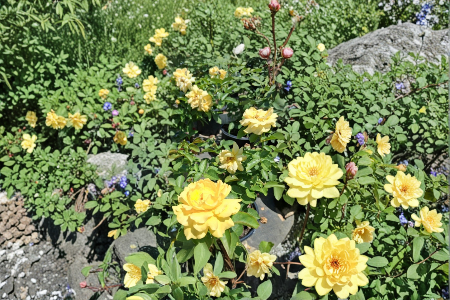 Julia Child Floribunda Rose Plant 1 Gal Butter Yellow Rose Bush Live Outdoor Garden Flowering Shrub