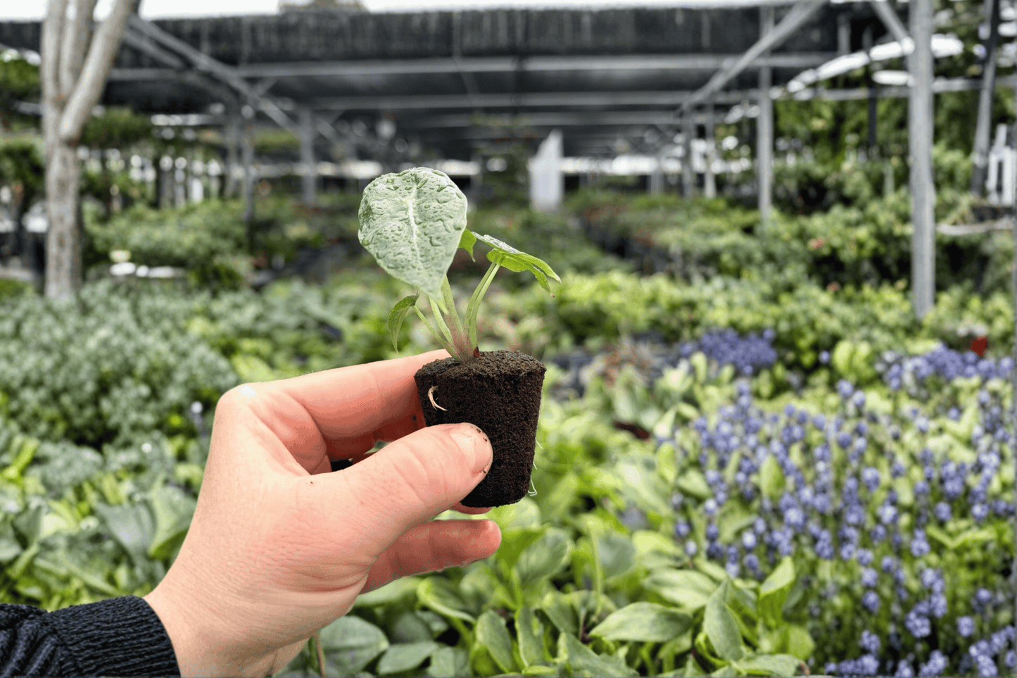 Alocasia Parasol 2 Exact Starter Live Plants – Alocasia ‘Parasol’