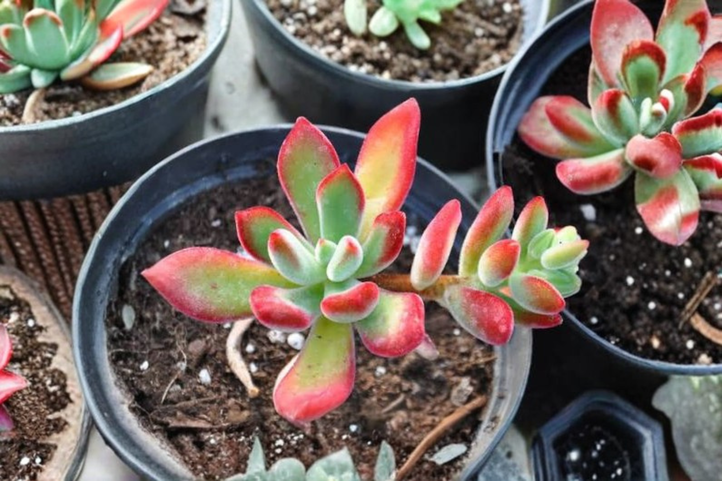 Echeveria Pulvinata Ruby Live Succulent Plant in 2 Inch Pot – Red Velvet Echeveria