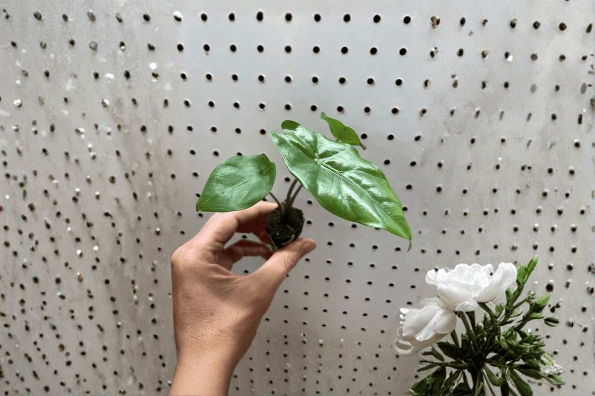2 Alocasia Corazon Starter Plants – Bare Root Live Alocasia