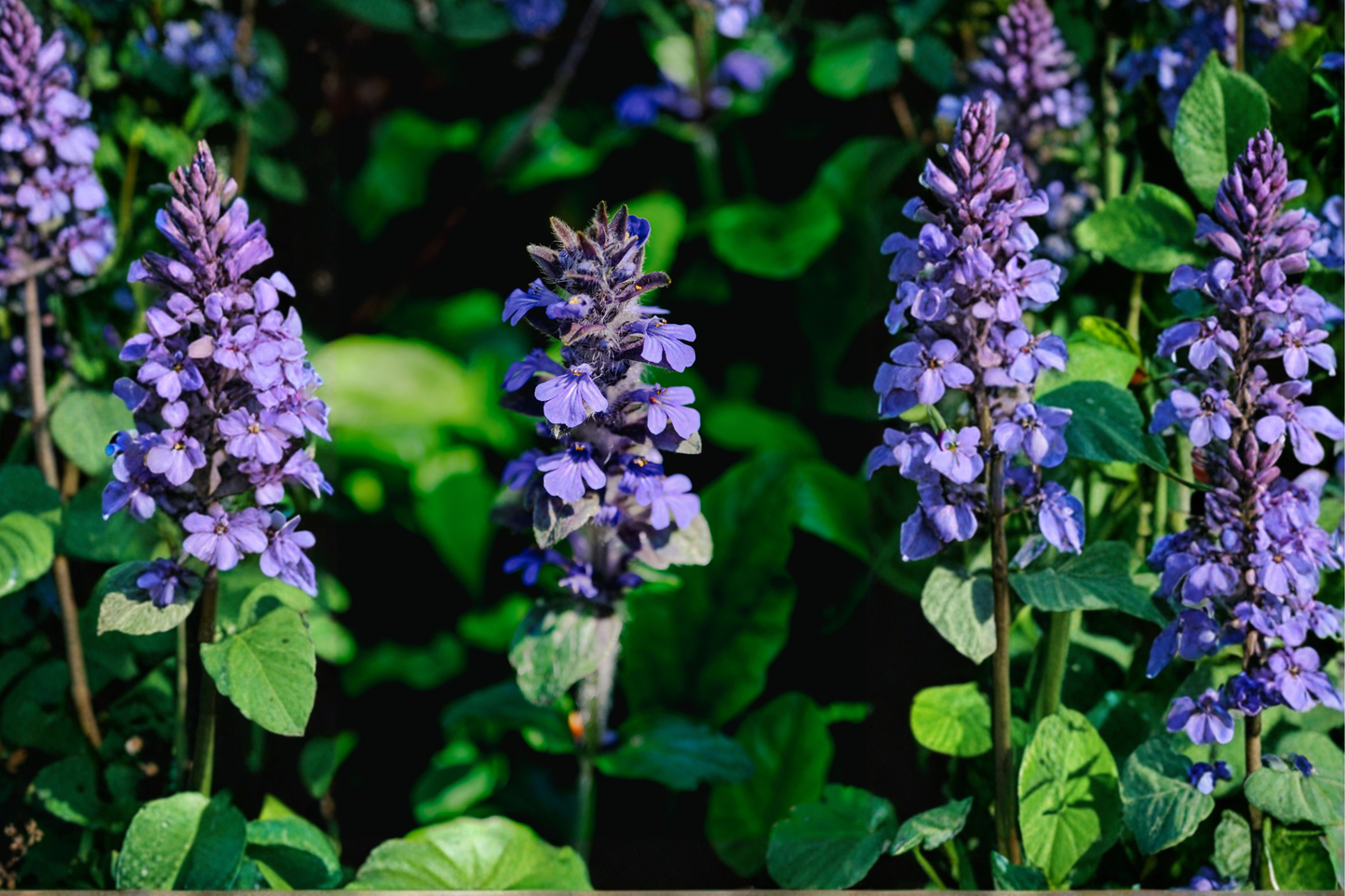 20 Live Bugleweed Bare Root Plants – Ajuga reptans Ground Cover