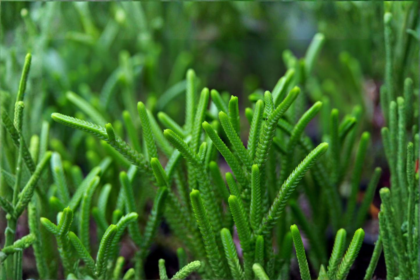 Watch Chain Succulent Live Plant – 2 Inch Pot – Crassula muscosa