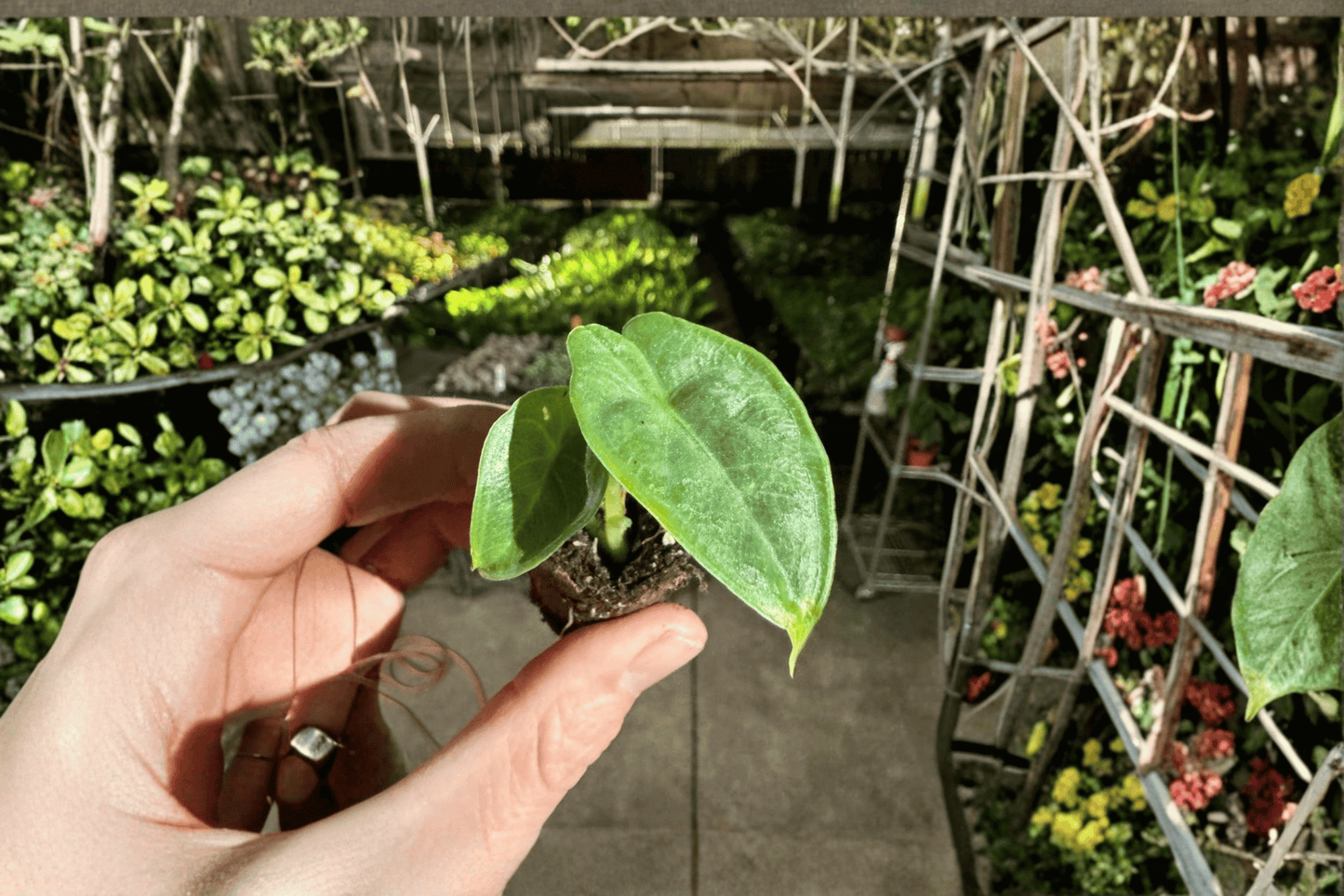2 Alocasia puncak borneensis Starter Plants – Bare Root Live Alocasia