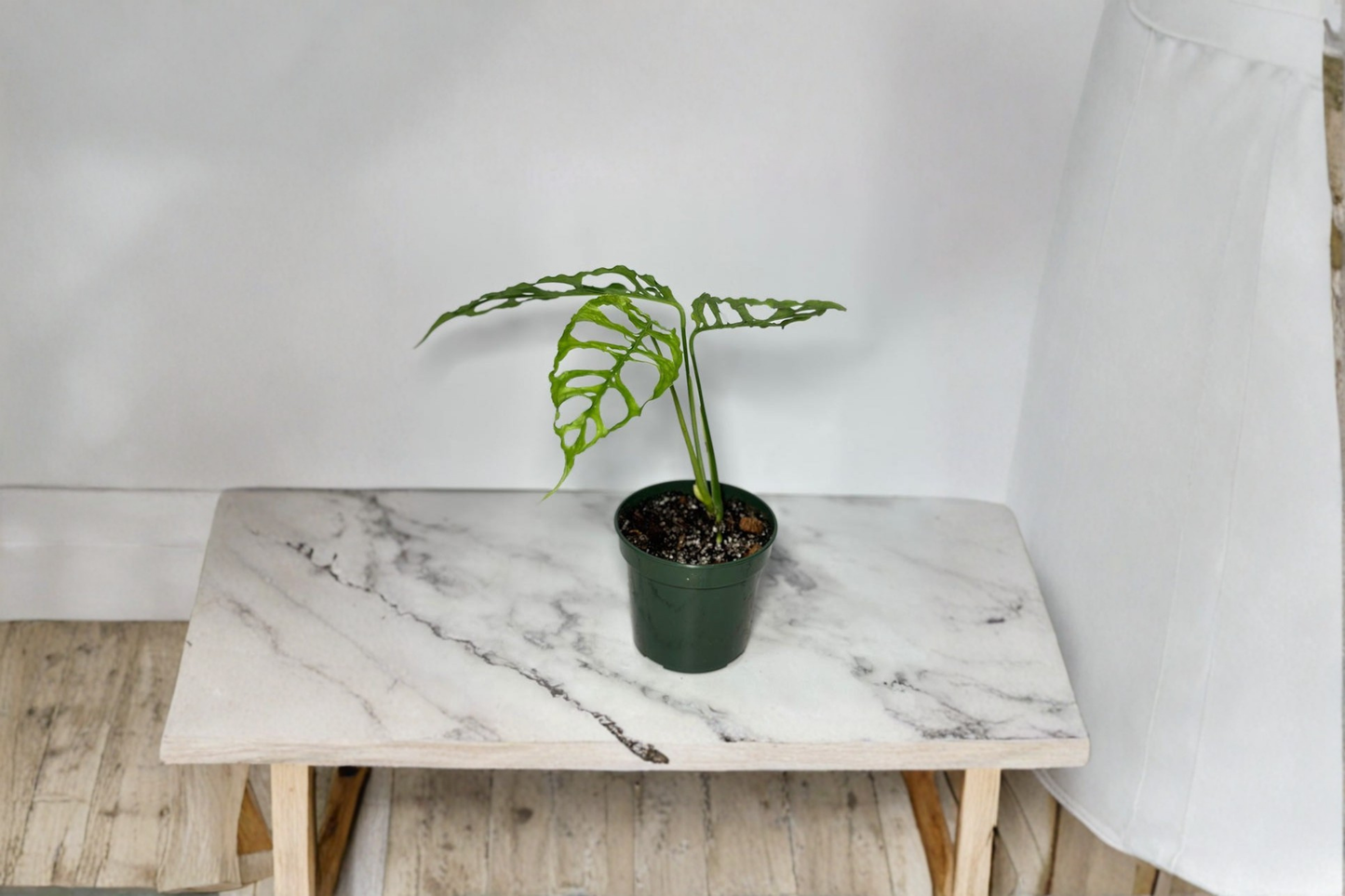 Monstera Obliqua Peru Live Plant Rare Monstera Starter Cutting Indoor Tropical Plant
