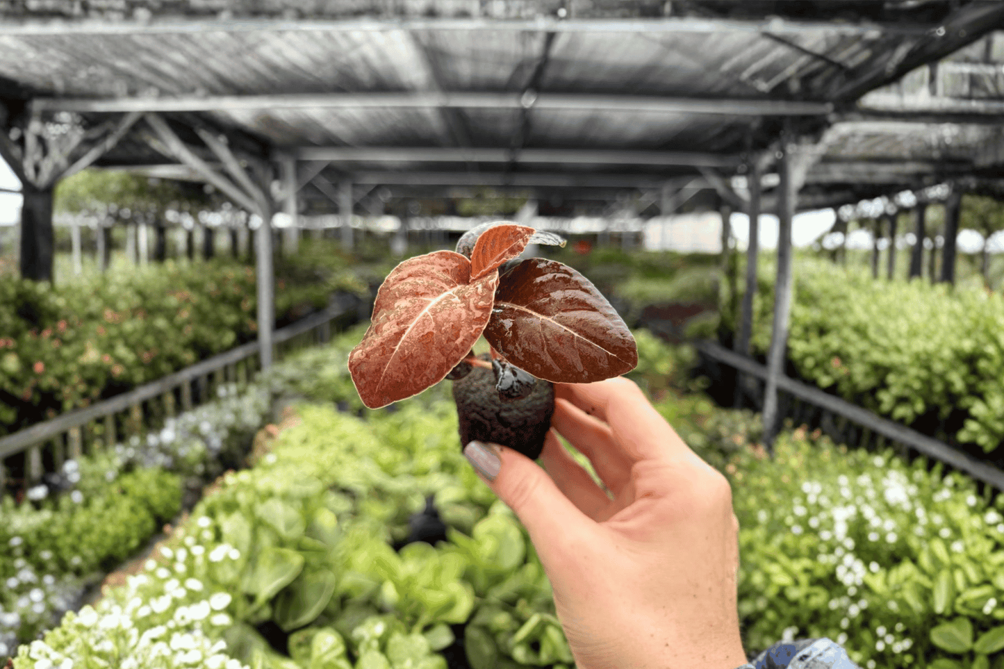 2 Exact Ardisia Black Blood Starter Plants – Ardisia Hybrid Live Plants