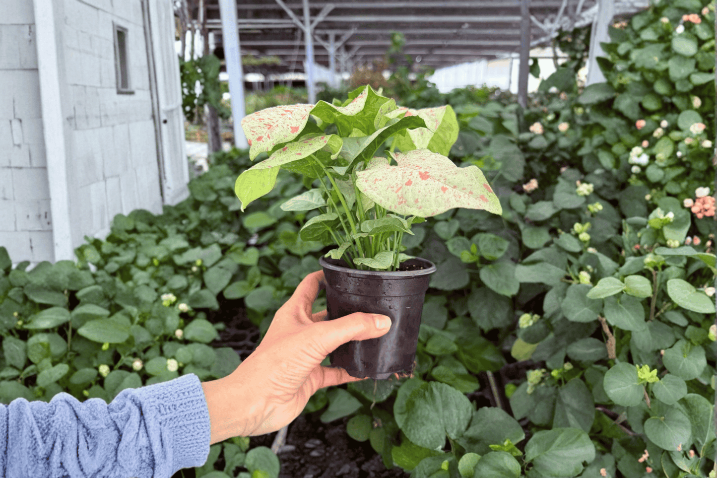 Syngonium Milk Confetti 2 Exact Live Plants – 4-Inch Pots – Syngonium podophyllum