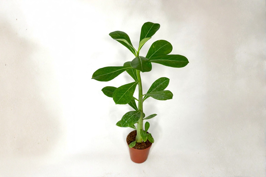 Desert Rose Live Plant Adenium Obesum 2 Inch Pot Blooming Succulent Starter Plant Tropical Houseplant Sun Loving Gift