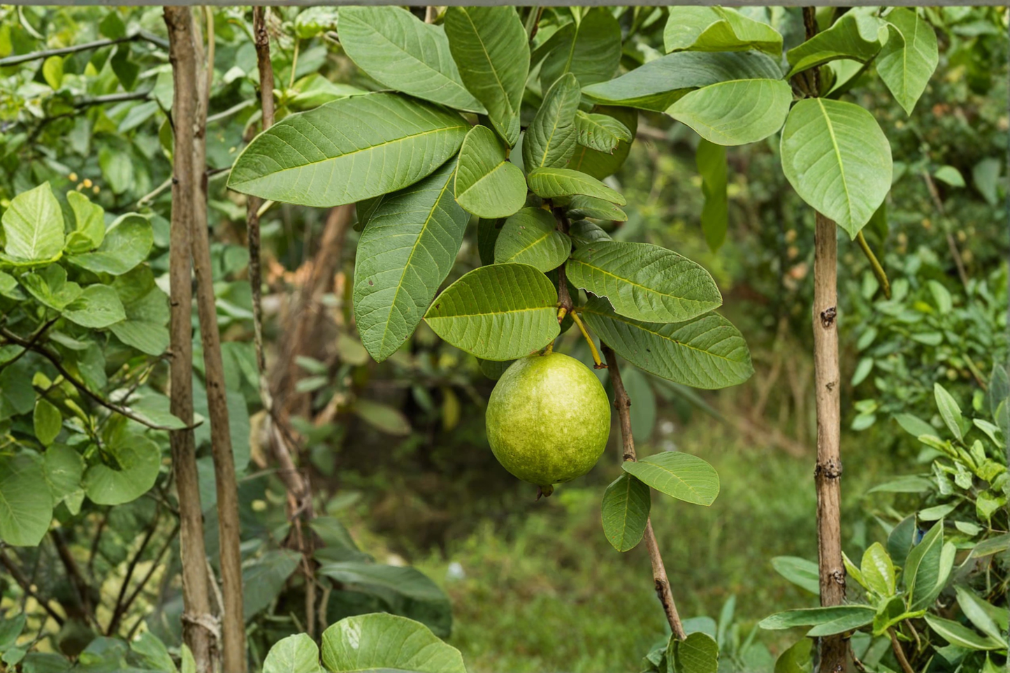 Giant Guava Seeds 20 Pack Tropical Fruit Plant Large Guava Variety Garden Planting Seeds USA Seller Combined Shipping