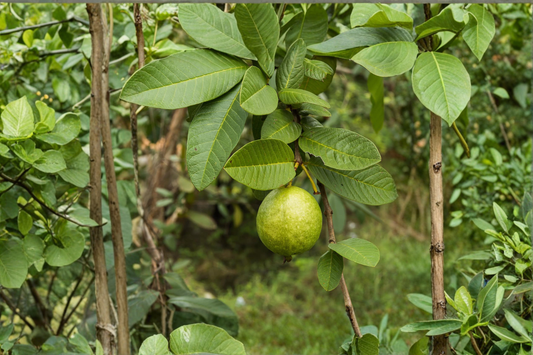 Giant Guava Seeds 20 Pack Tropical Fruit Plant Large Guava Variety Garden Planting Seeds USA Seller Combined Shipping