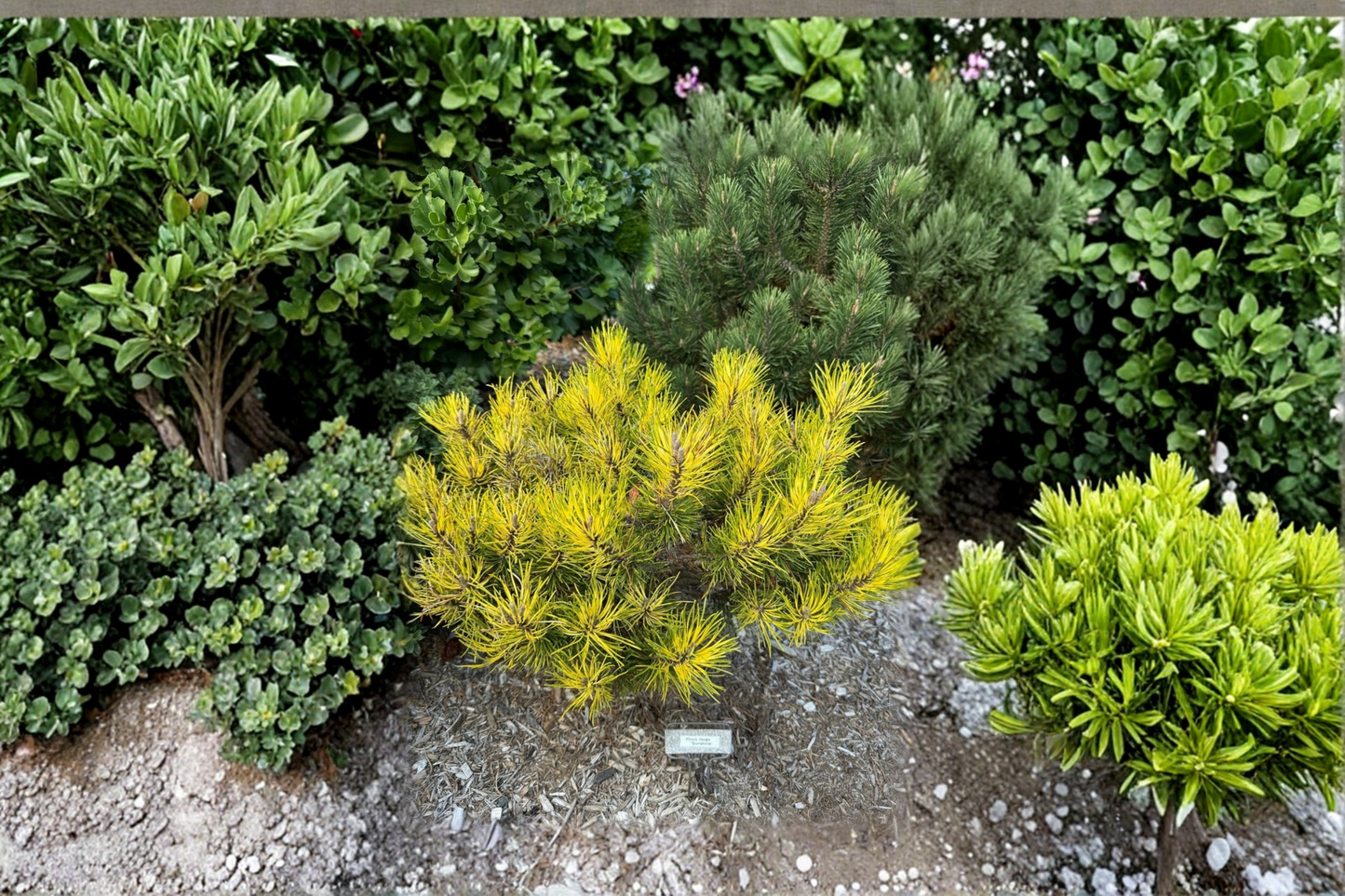 Mugo Pine Sunshine 10 Inch Live Plant 1 Gallon Pot – Pinus mugo Dwarf Evergreen Conifer Yellow Green Needles Compact Garden
