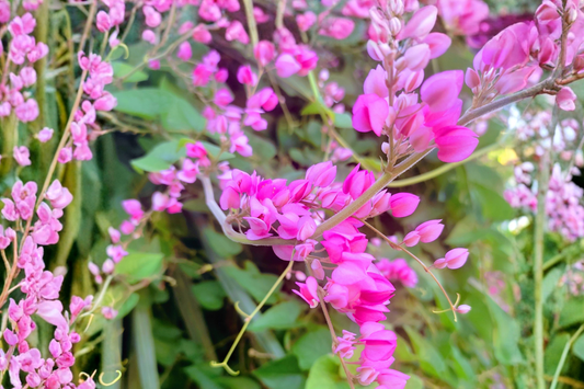 Chain of Love Live Plant – Coral Vine Mexican Creeper Queen’s Wreath (Antigonon leptopus)