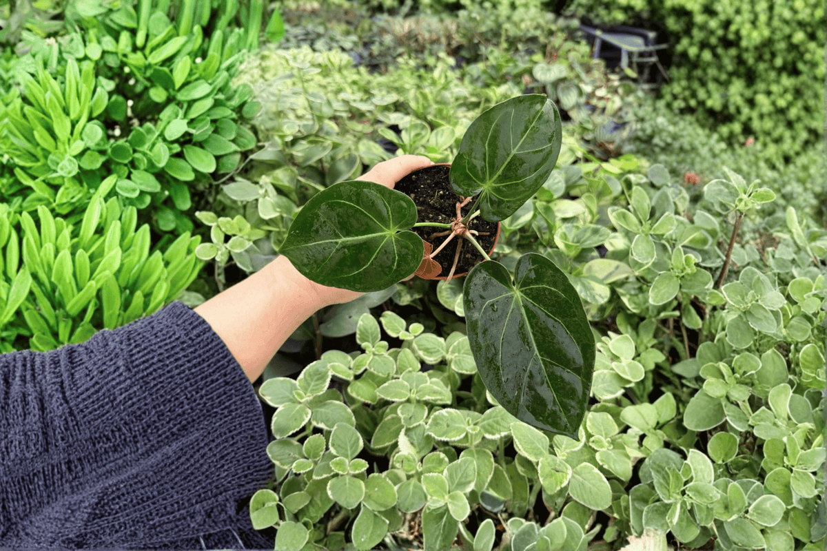 2 Anthurium Ace of Spades × Hoffmanii Exact Live Plants – Specific 4-Inch Pots