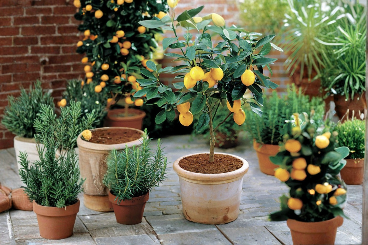 Improved Meyer Lemon Tree Grafted Live Plant Self Pollinating Citrus Tree Fruiting Age Lemon Tree for Patio Garden