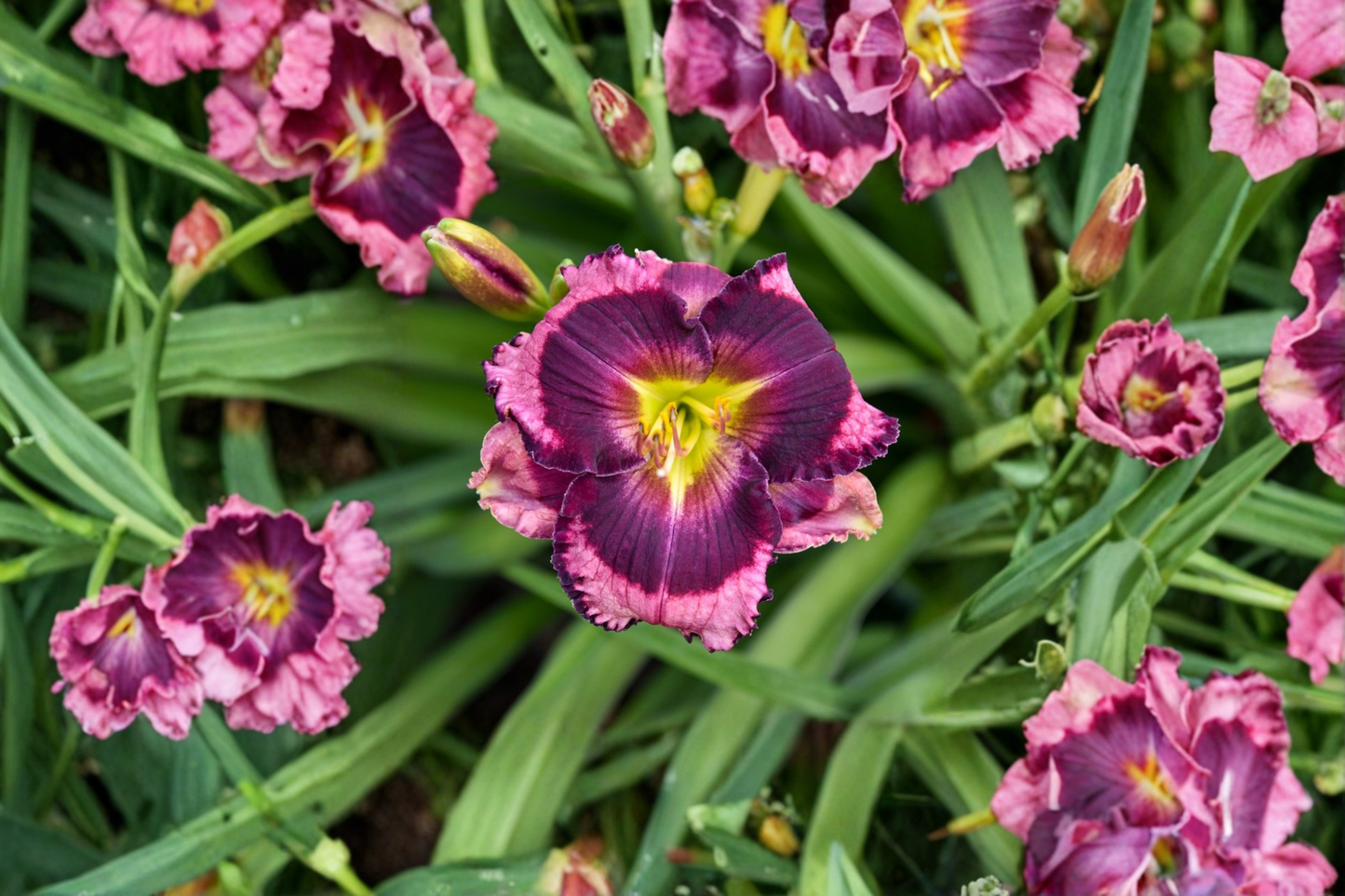 Storm Shelter Daylily 3 Bare Root Plants Purple Flower Perennial Easy Care Garden Border Hemerocallis