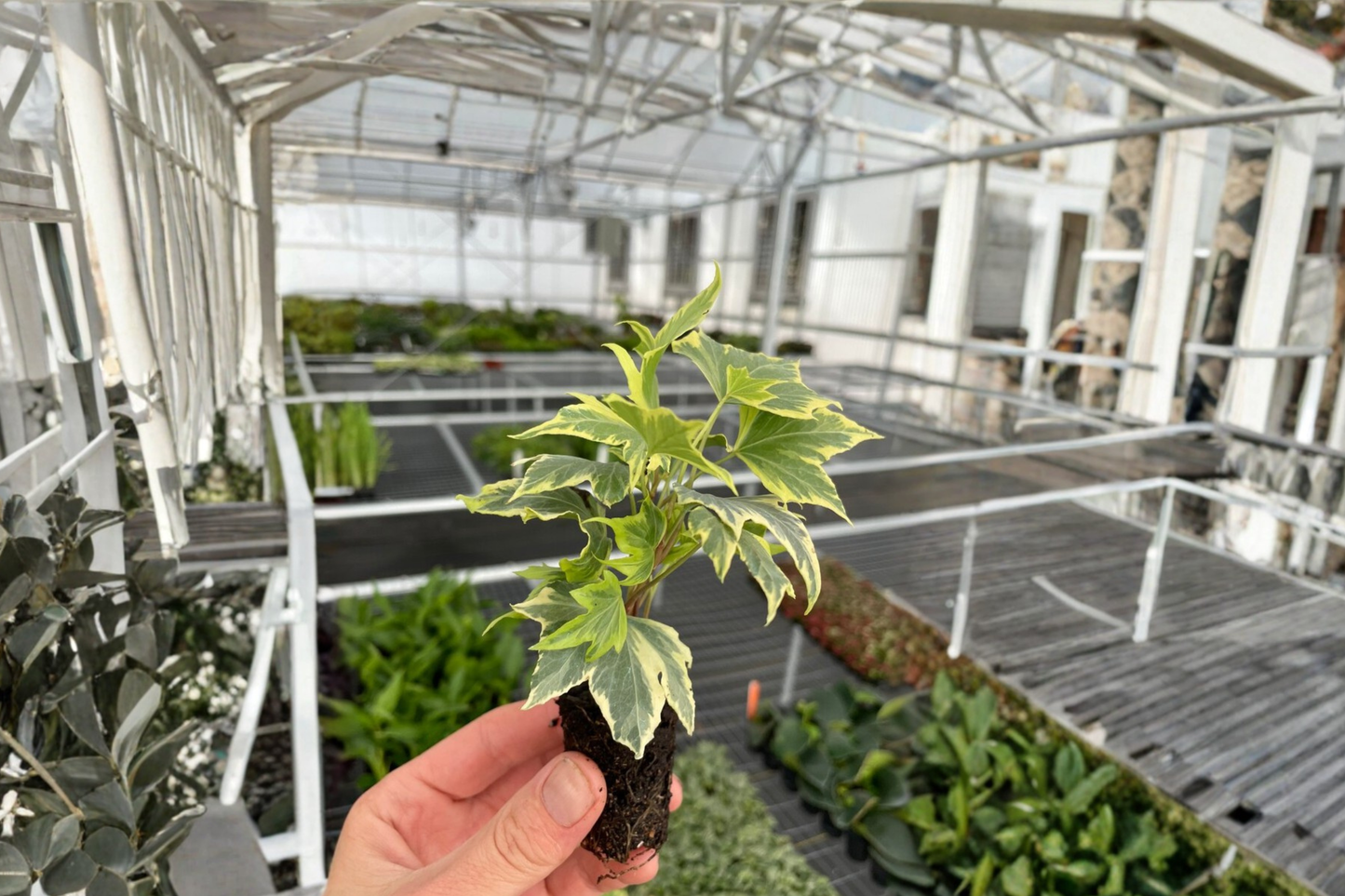 2 English Ivy 'Yellow Ripple' Live Starter Plants – Hedera helix Bare Root