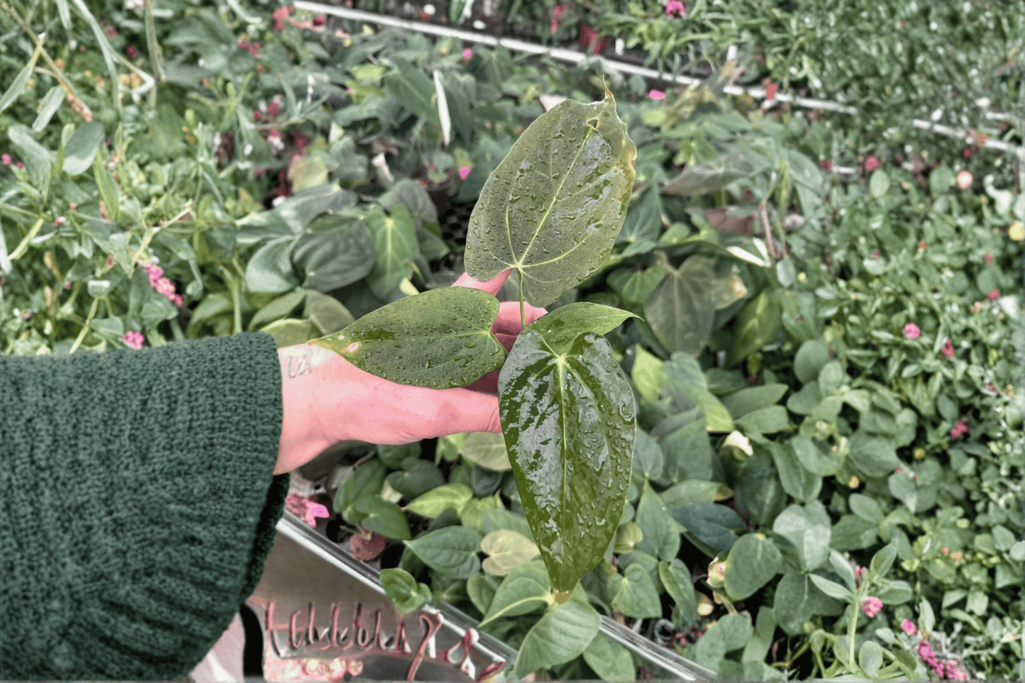 Anthurium Xone x Dark Phoenix 2 Seed-Grown Live Starter Plants