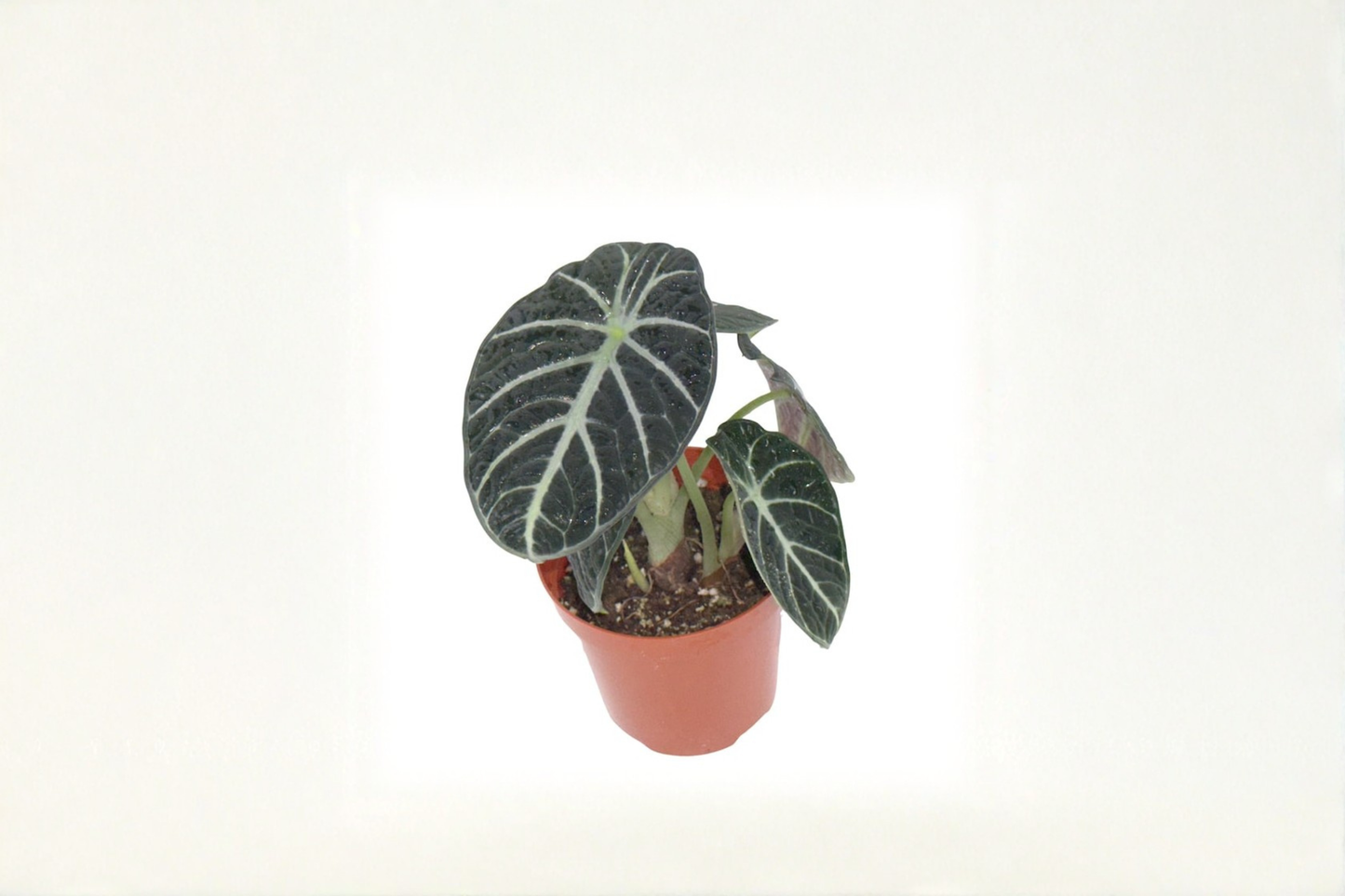 Alocasia Ninja Live Plant Rooted Elephant Ear Houseplant in 4 Inch Pot Tropical Indoor Plant Gift Decor