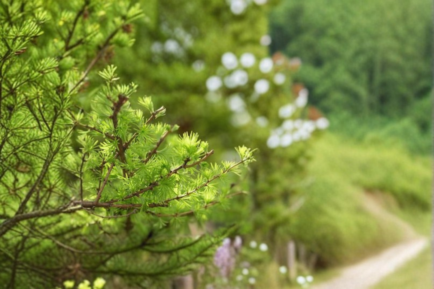 Schneverdingen Larch Live Plant 8 Inch Tall – Larix kaempferi 1 Year Graft Dwarf Deciduous Conifer Tree
