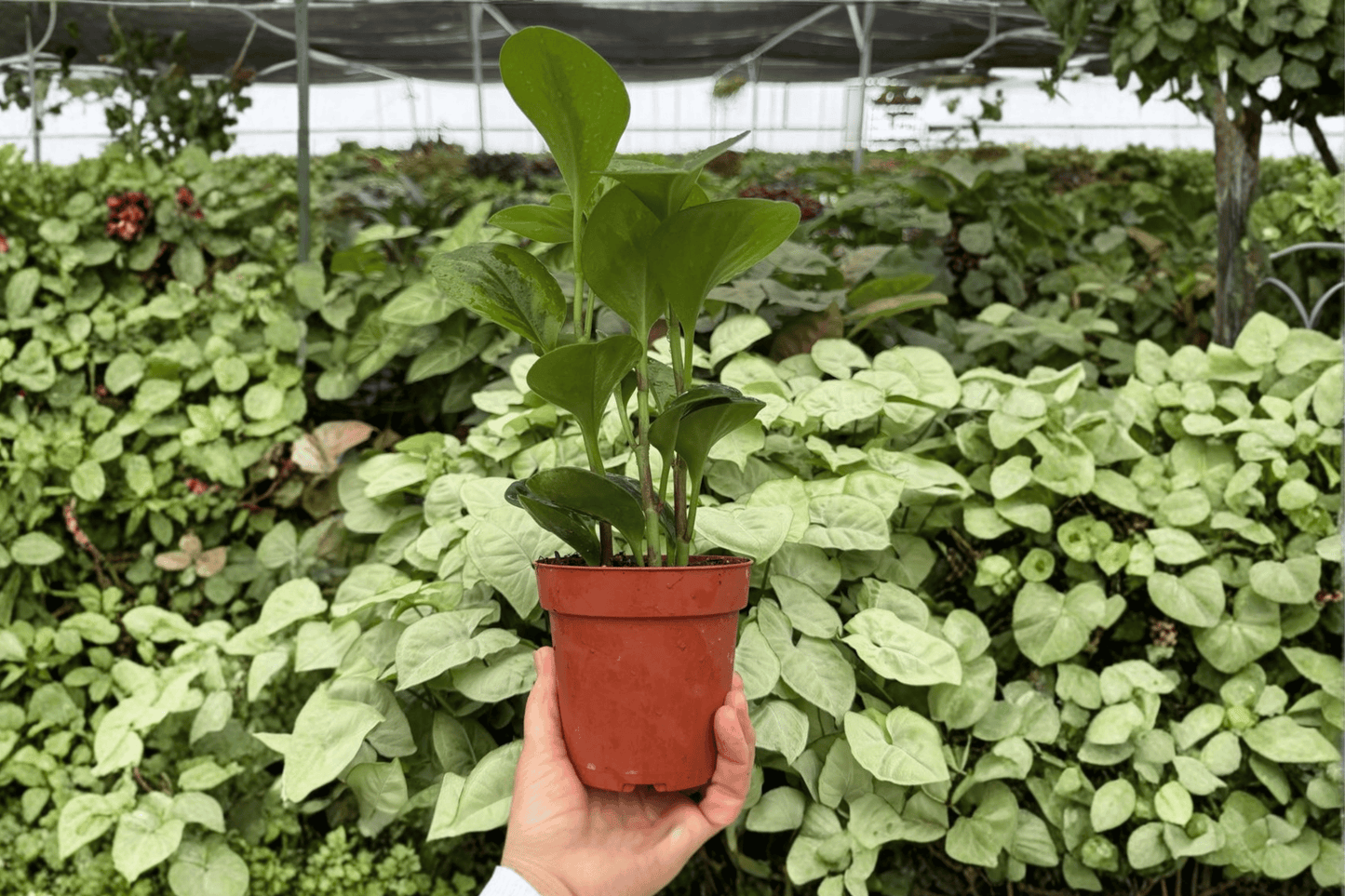 2 Exact Peperomia 'Lemon Lime' Live Plants in 4-Inch Pots – Peperomia 'Lemon Lime'