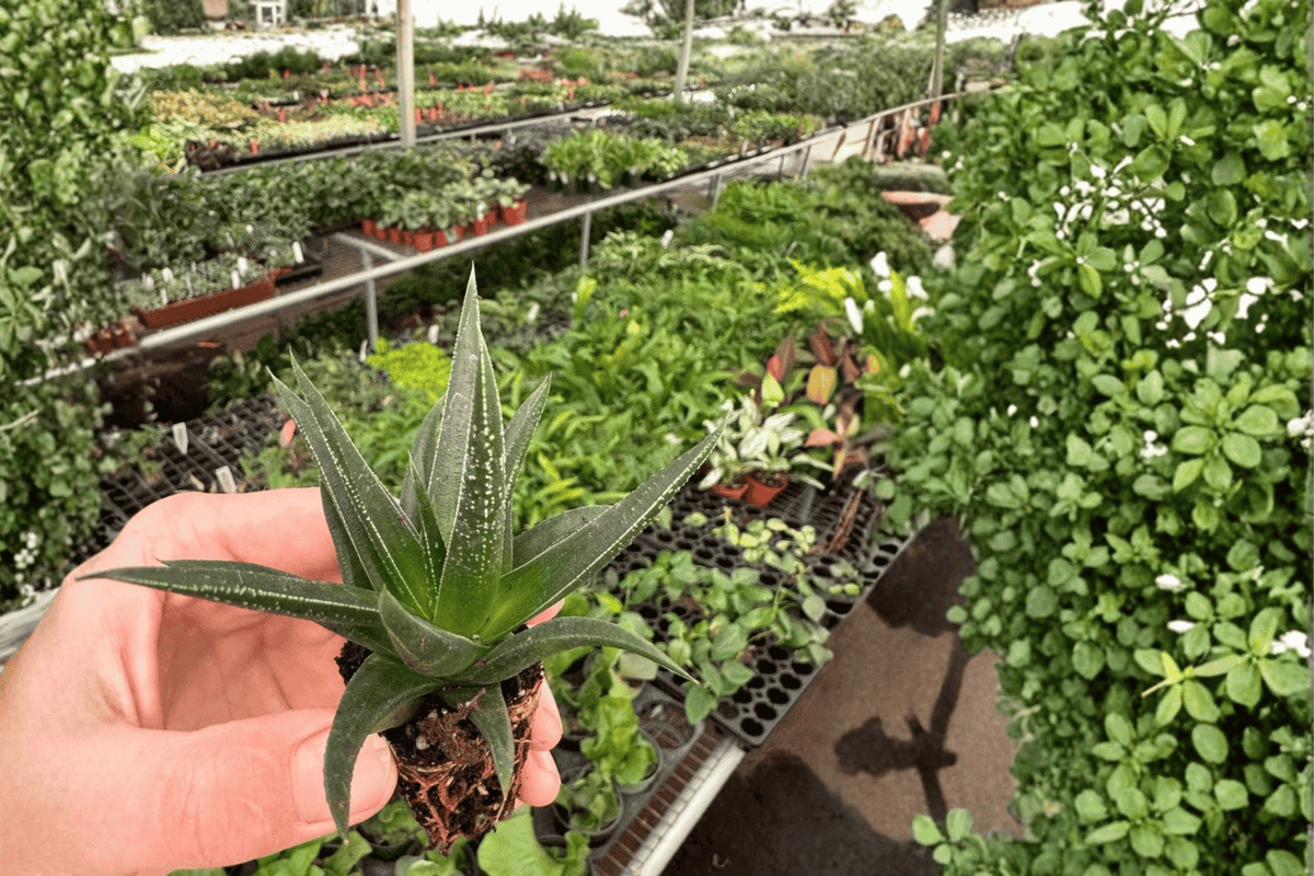 2 Haworthia herbacea Starter Plants – Bare Root – Live Haworthia Succulents