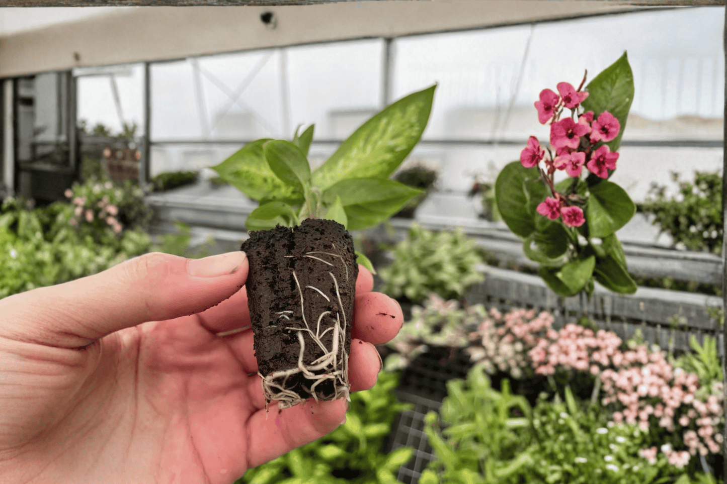 2 Dieffenbachia 'Starbright' Starter Plants Bare Root – Dieffenbachia 'Starbright'